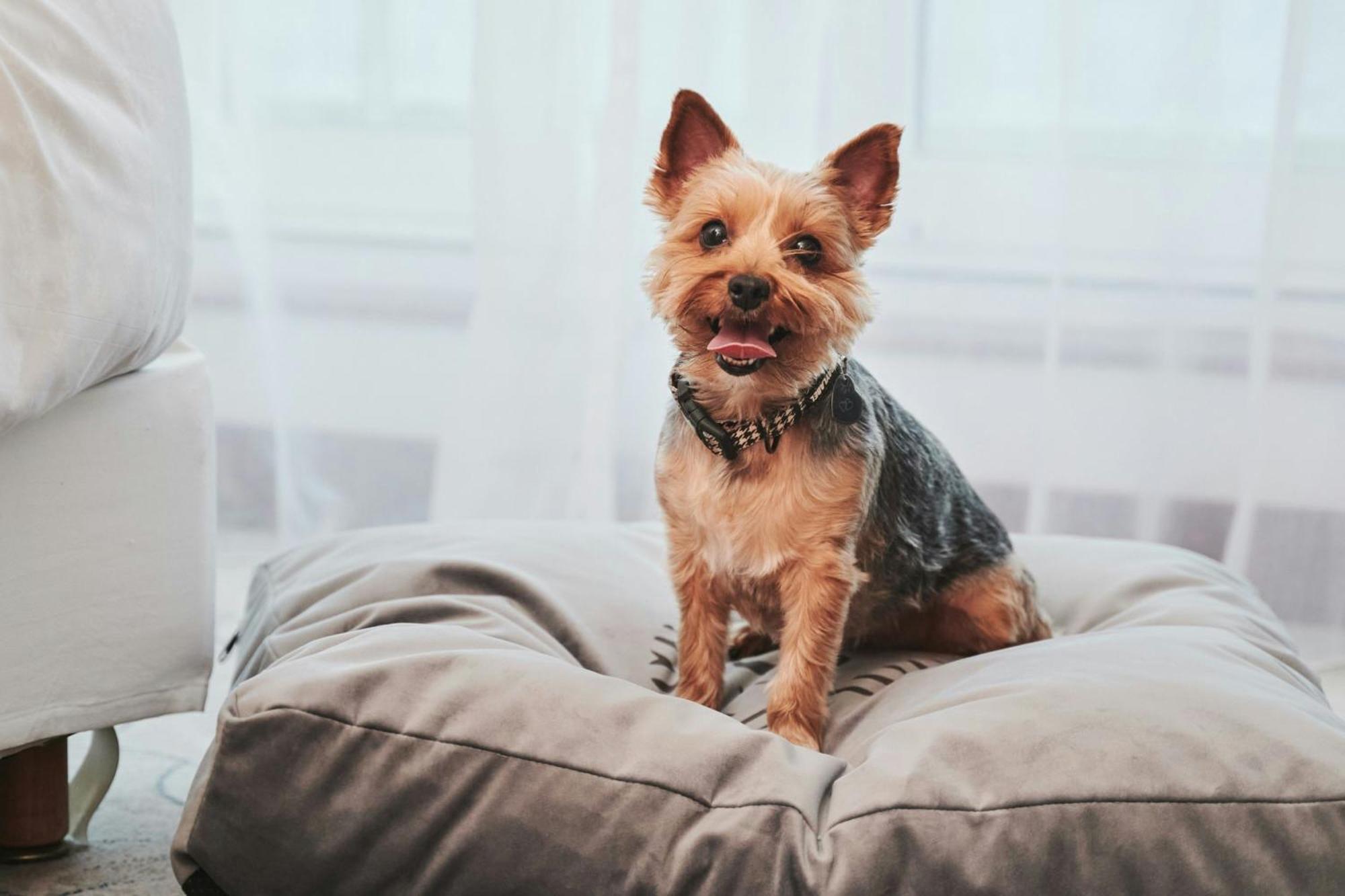 Sheraton Sopot Hotel Bagian luar foto Yorkshire Terrier